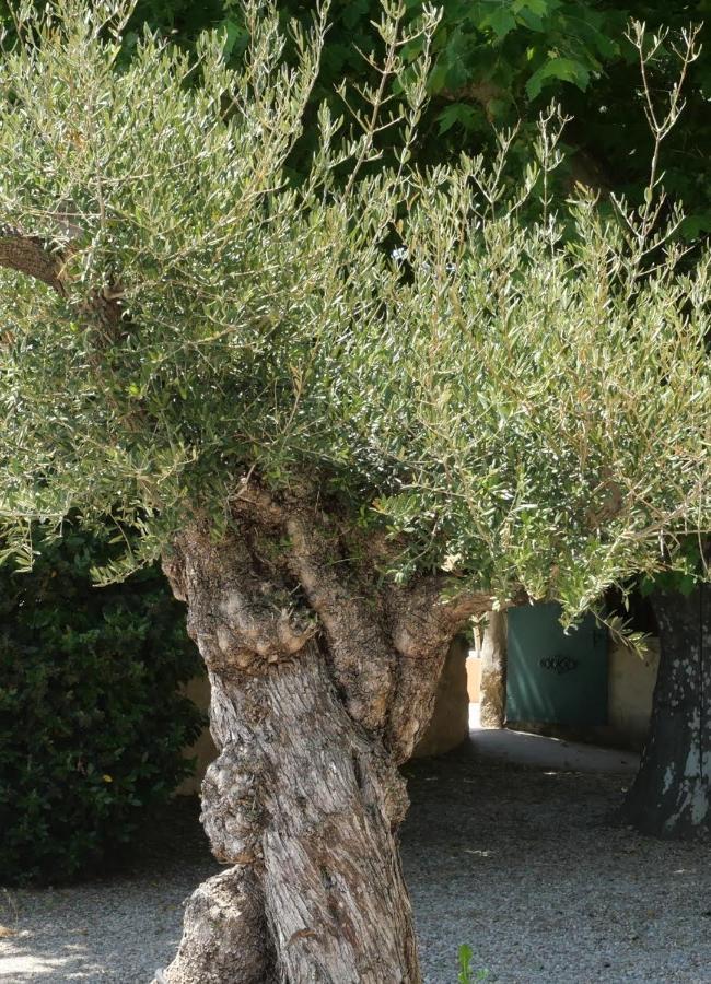 فندق Maison D'Hotes Le Mas Des Vignes Rochegude  المظهر الخارجي الصورة