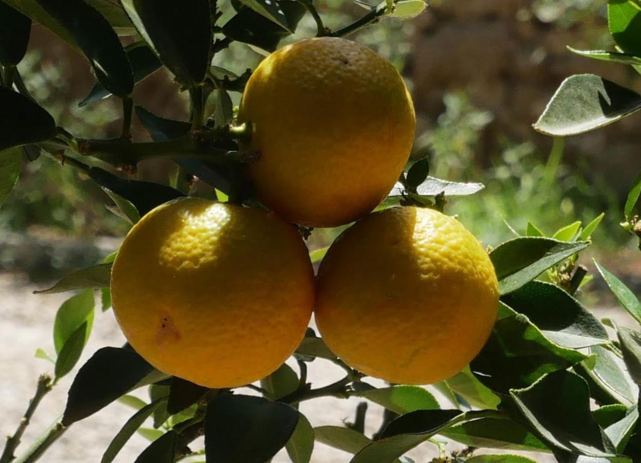 فندق Maison D'Hotes Le Mas Des Vignes Rochegude  المظهر الخارجي الصورة